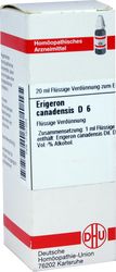 ERIGERON CANADENSIS D 6 Dilution